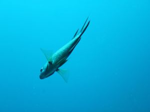 Nice fish underwater