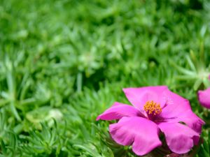 Beautiful pink flower on green background