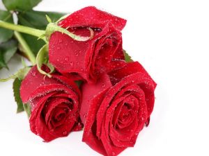 Wet red roses