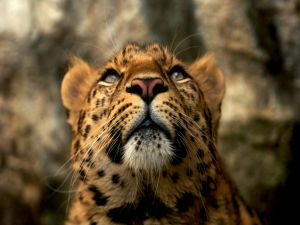 Leopard looking up