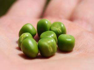 A handful of green peas