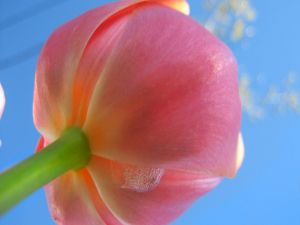 The stem and flower of a tulip