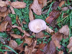 Mushroom between autumnal leaves