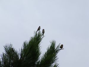 Three birds on the pine