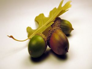 Green leaf and acorns