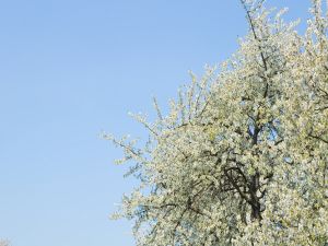 Tree with white flowers