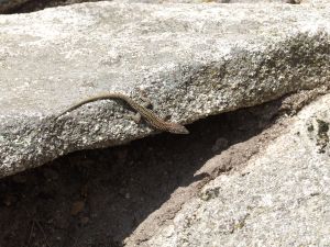 Little lizard on the rocks of the Pedriza