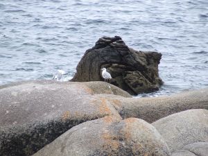 Gulls on rocks