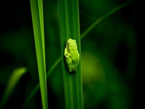 Frog in vertical position