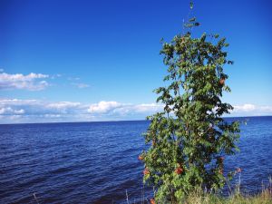 Tree and blue sea