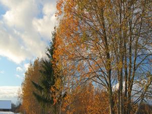 Trees in late autumn