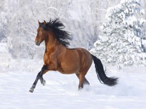 Brown horse in the snow