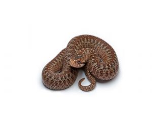 Snake on white background