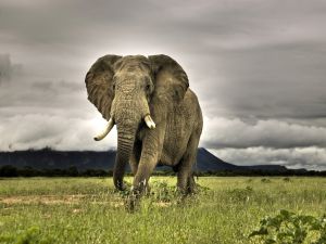 Great elephant