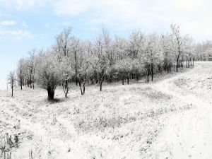 Snow on the grove