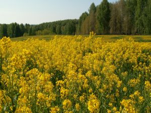 Field of yellow flowers