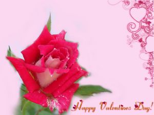 Rose to celebrate Valentine's Day