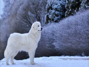 White dog in the snow