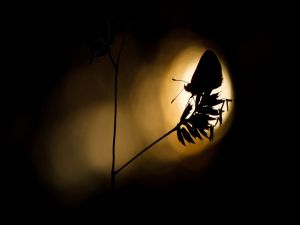 Silhouette of a butterfly