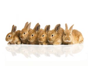 Wallpapers of rabbits and hares