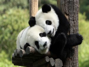 A panda hug