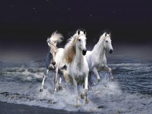 Horses under the stars
